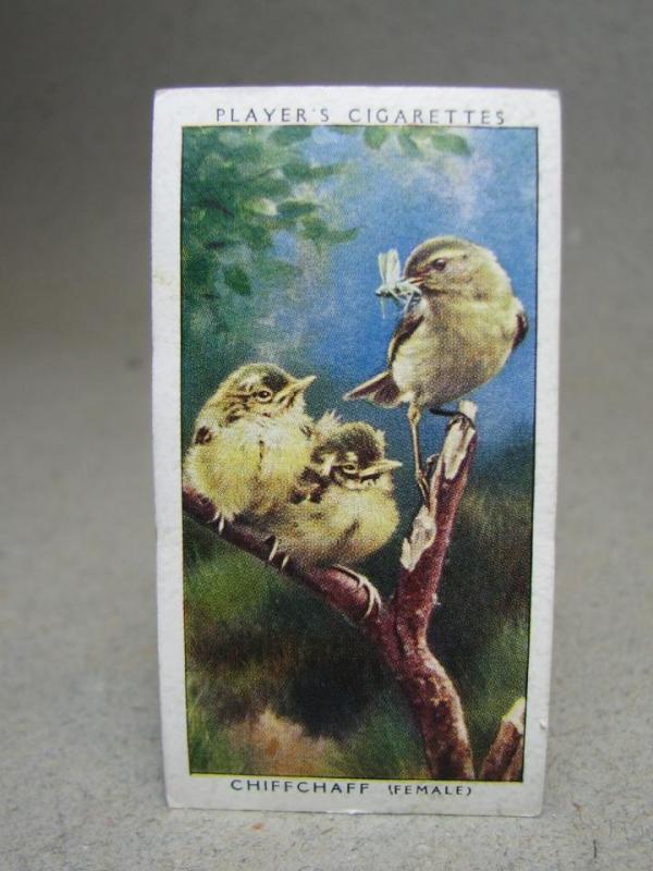 Klistermärke / Samlarbild - Birds & Their Young - Players Cigarettes Wild Birds by John Player and Sons- Nr. 6 Chiffchaff