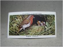 Klistermärke / Samlarbild - Birds & Their Young - Players Cigarettes Wild Birds by John Player and Sons- Nr. 28 Robin