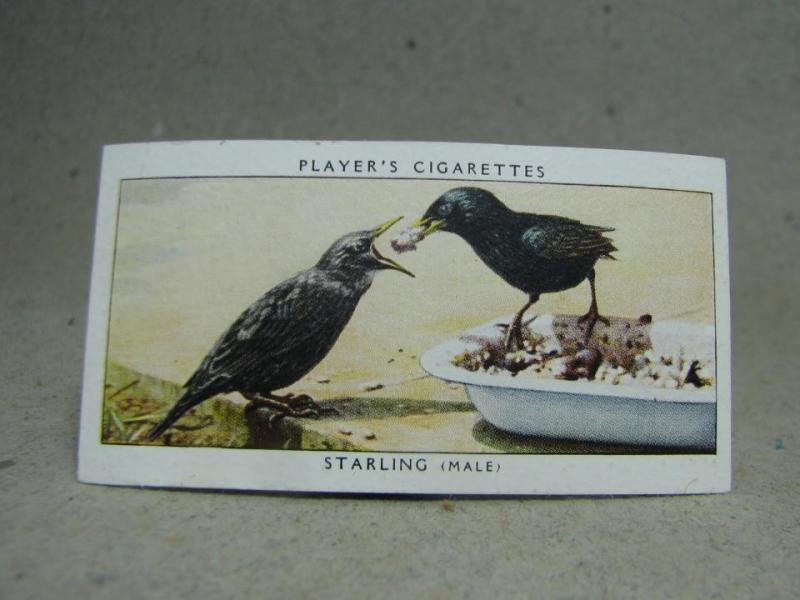 Klistermärke / Samlarbild - Birds & Their Young - Players Cigarettes Wild Birds by John Player and Sons- Nr. 35 Starling