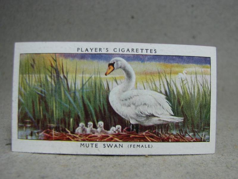 Klistermärke / Samlarbild - Birds & Their Young - Players Cigarettes Wild Birds by John Player and Sons- Nr. 38 Mute Swan