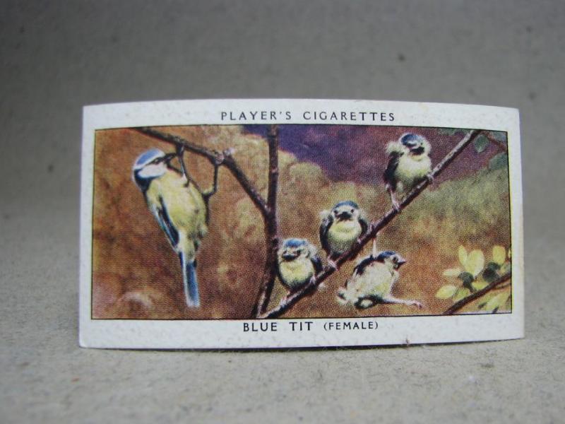 Klistermärke / Samlarbild - Birds & Their Young - Players Cigarettes Wild Birds by John Player and Sons- Nr. 41 Blue Tit