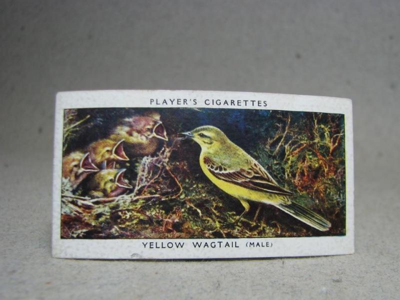 Klistermärke / Samlarbild - Birds & Their Young - Players Cigarettes Wild Birds by John Player and Sons- Nr. 42 Yellow Wagtail
