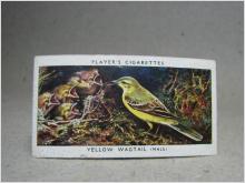 Klistermärke / Samlarbild - Birds & Their Young - Players Cigarettes Wild Birds by John Player and Sons- Nr. 42 Yellow Wagtail