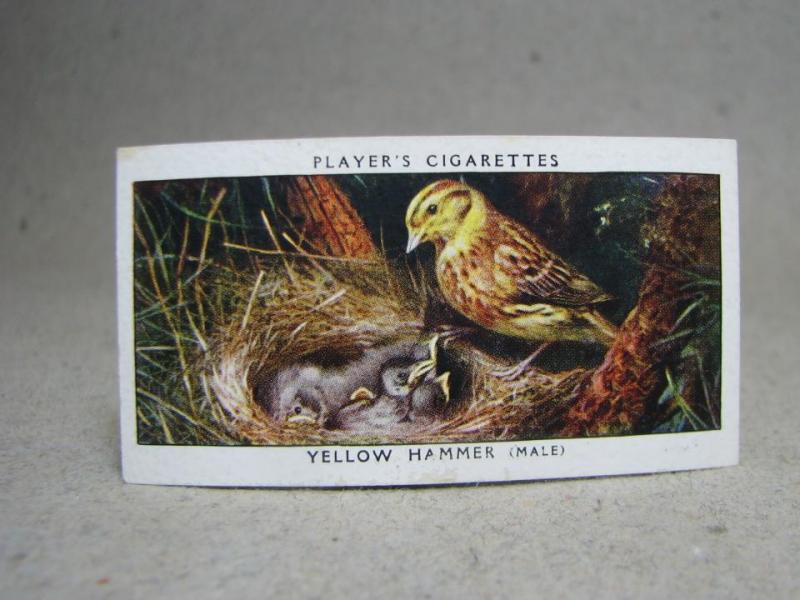 Klistermärke / Samlarbild - Birds & Their Young - Players Cigarettes Wild Birds by John Player and Sons- Nr. 50 Yellow Hammer