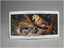 Klistermärke / Samlarbild - Birds & Their Young - Players Cigarettes Wild Birds by John Player and Sons- Nr. 50 Yellow Hammer