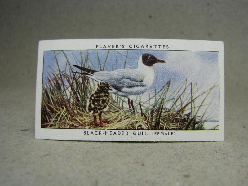 Klistermärke / Samlarbild - Birds & Their Young - Players Cigarettes Wild Birds by John Player and Sons- Nr.17 Black-Headed Gull