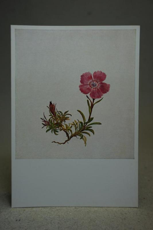 Blomstermålning Gammalt vykort på en målning av Moritz Michael Daffinger