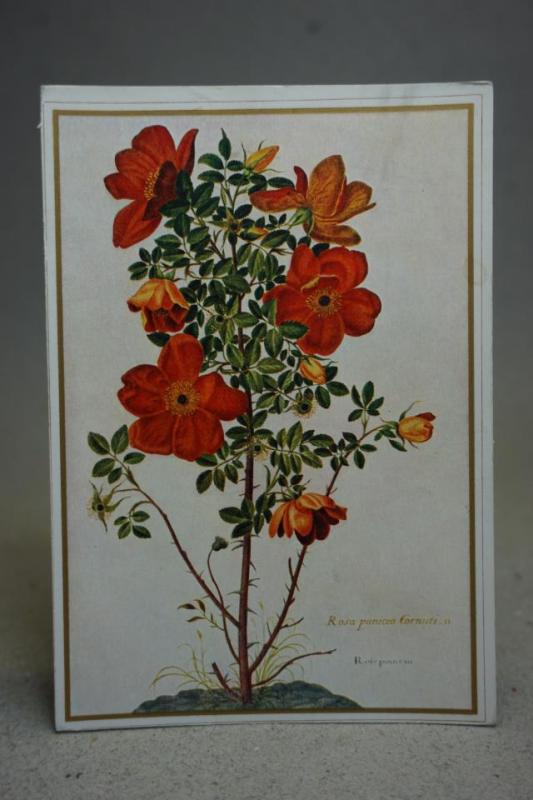 Blommor Gammalt oskrivet vykort från en målning av Nicolas Robert