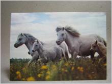 Häst 4 Vita Hästar 