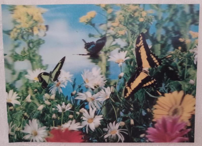 3D-kort (Fjärilar) - oanvänt