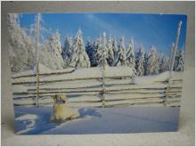  Hund i snö -  skrivet  Vykort 