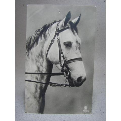 Vacker Häst Antikt vykort