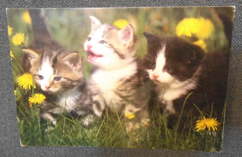 Tre söta kattungar med maskrosor