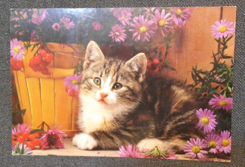 Gullig katt med blommor