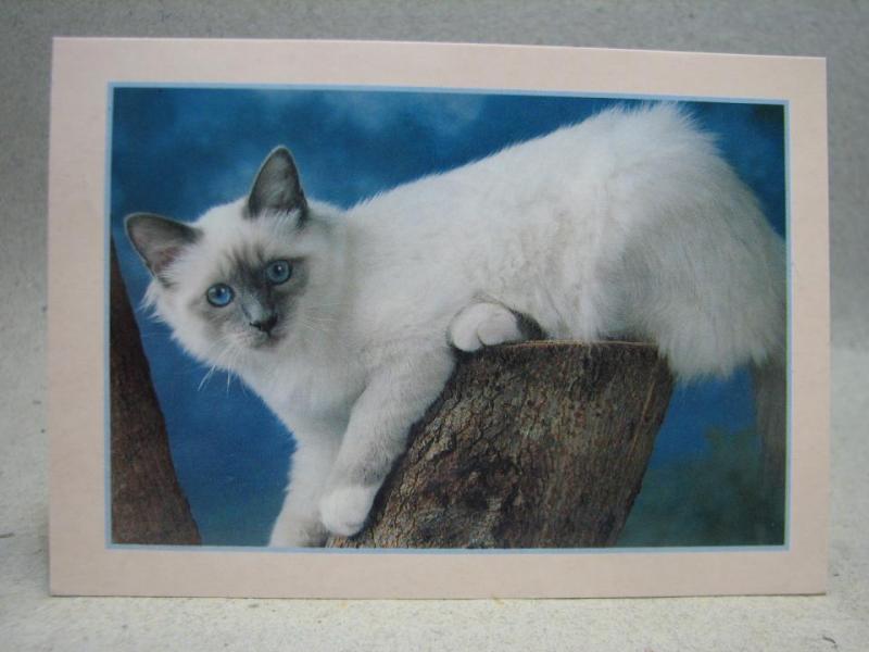 Fin vuxen Katt med blå ögon