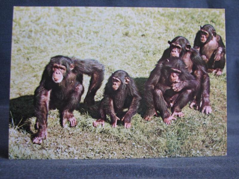 Vykort Shimpanser