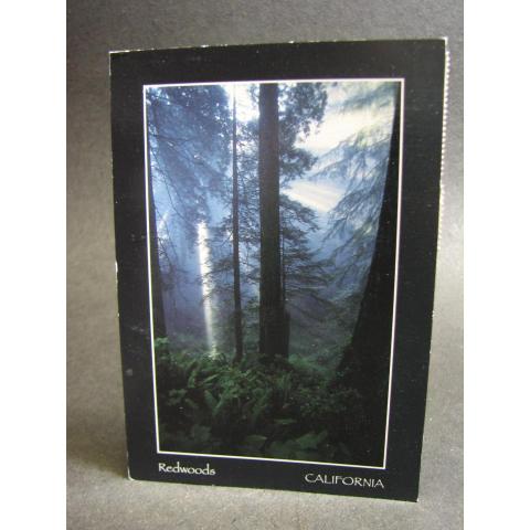 Vykort USA Redwoods i Kalifornien
