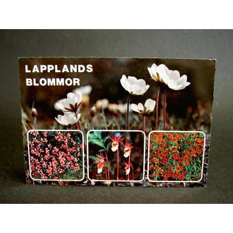 Vykort Lappland Blommor Flerbildskort