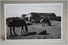 Hästar vid Borgholm slottsruin 1948 Öland  - Gammalt skrivet vykort 