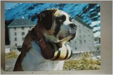 Vykort - Hund Grand Saint Bernard