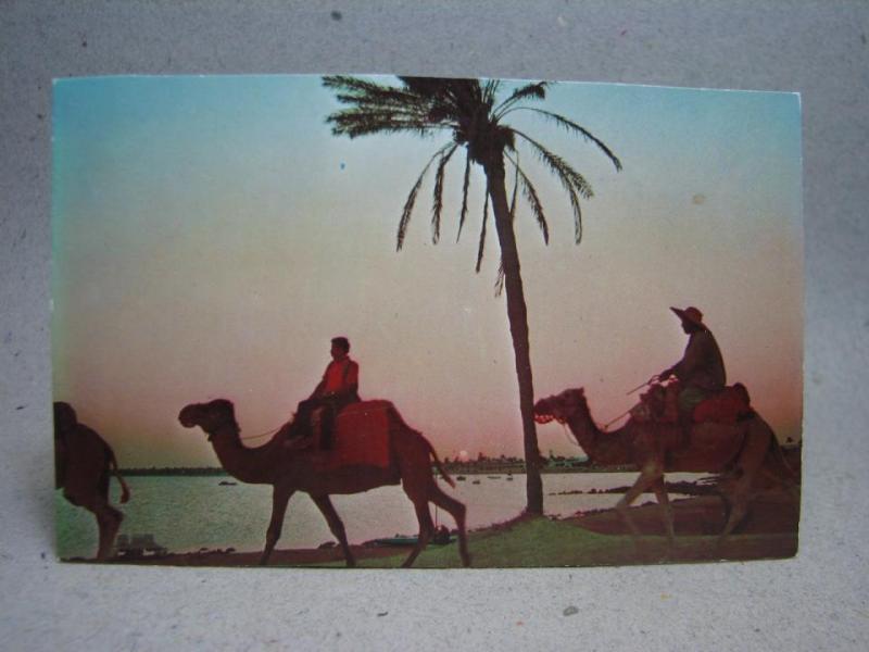 Vykort - Kameler vid Jerba - Tunisien