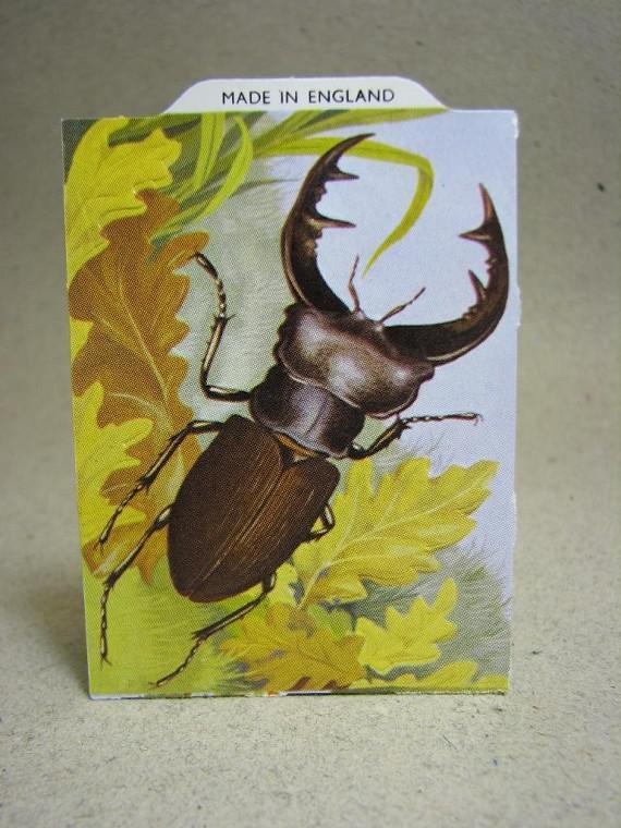 Bokmärke - Skalbagge - Stag Beetle