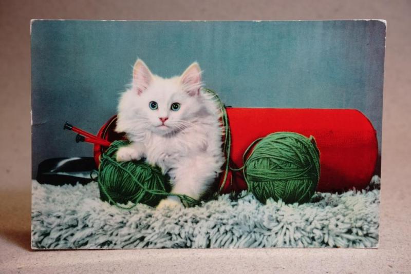 Söt vit långhårig katt  -  skrivet Gammalt Vykort 