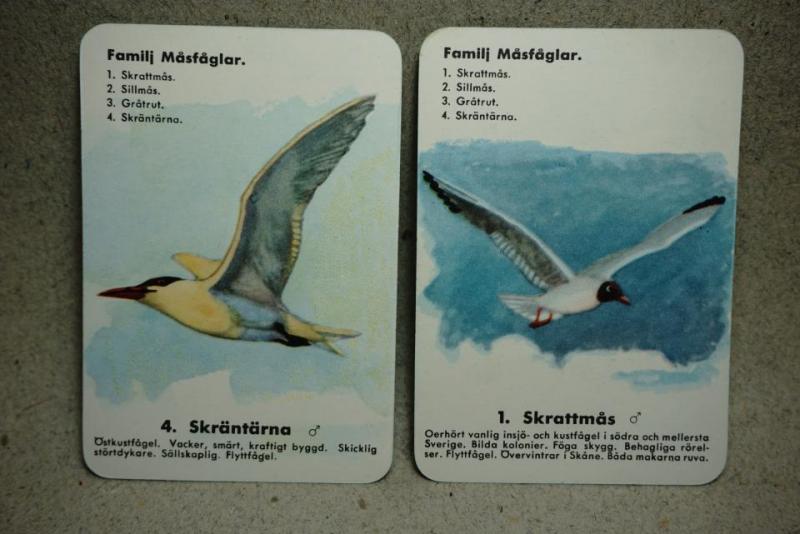 Fåglar - 4 Vackra Fågelbilder efter Konstnären Harald Wiberg 's  orginalbilder - Måsfåglar