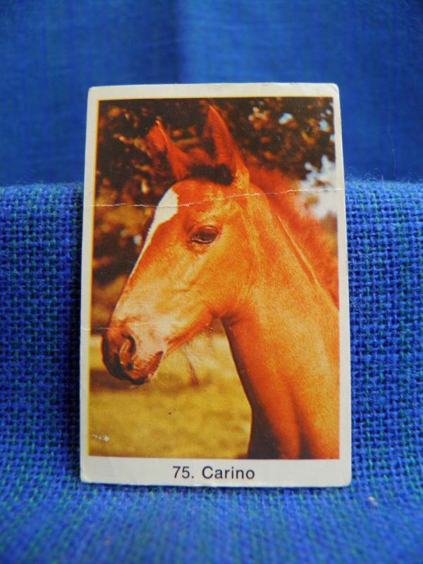 Filmstjärna - 75 Carino Häst