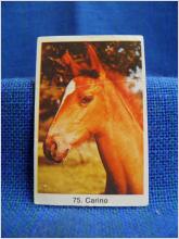 Filmstjärna - 75 Carino Häst