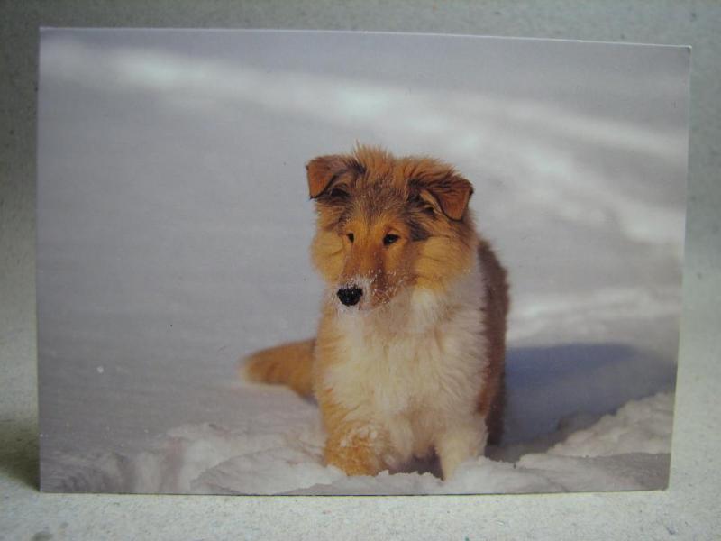 Vykort - Hund i snö