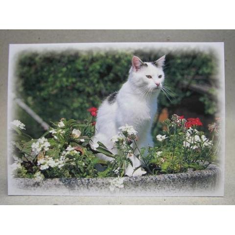 Vykort - Katt med blommor
