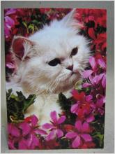 Vykort - Katt och blommor