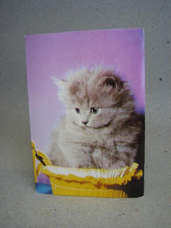 Katt - Kattunge - Oskrivet äldre vykort från förlag Eliasson