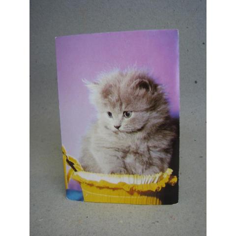 Katt - Kattunge - Oskrivet äldre vykort från förlag Eliasson