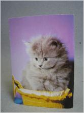 Katt - Kattunge i korg - Oskrivet äldre vykort från förlag Eliasson