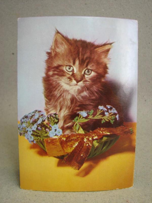 Katt långhårig  - Oskrivet äldre vykort från förlag Eliasson
