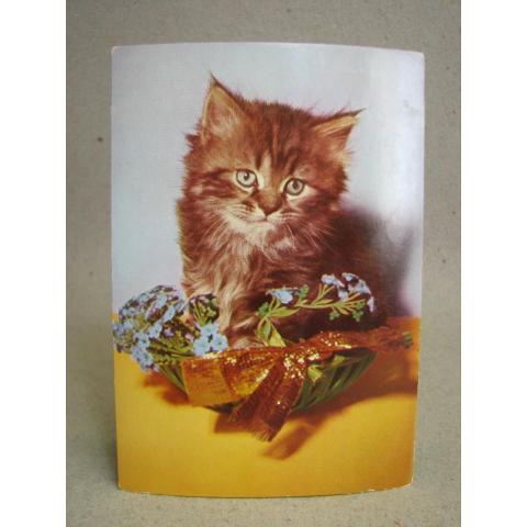 Katt långhårig  - Oskrivet äldre vykort från förlag Eliasson