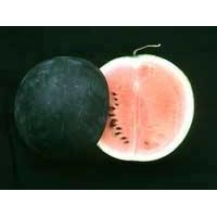 Vattenmelon, Sugar Baby ekologiskt 5 frö