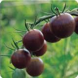 Frön Tomat Mini Purple 8 st frön