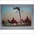 Vykort - Kameler vid Jerba - Tunisien