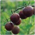 Frön Tomat Mini Purple 8 st frön