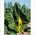 Mangold, Bright Yellow ekologiskt frö 8 frön