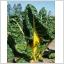 Mangold, Bright Yellow ekologiskt frö 8 frön