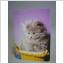 Katt - Kattunge i korg - Oskrivet äldre vykort från förlag Eliasson