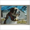 Vykort - Hund Grand Saint Bernard