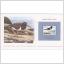 Fåglar i världen, European Oyster Cather, Färöarna 180 öre ** uppsatt på kort.