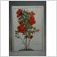 Blommor Gammalt oskrivet vykort från en målning av Nicolas Robert