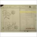 VW Golf, Passat, Vento 1993-02. Ny Flerspårsrem. # 037-903-137-H