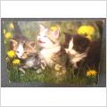 Tre söta kattungar med maskrosor